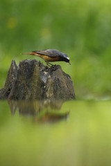 Il codirosso (Phoenicurus phoenicurus)