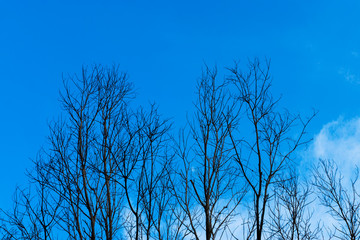 Silhouette of Dead tree with sky background.