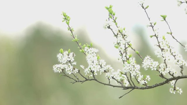 bee flies and pick pollen in flowering branch plum tree