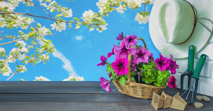 Petunia flowers, garden tools and a straw hat on the grass in the garden against a blue sky with copy space long banner