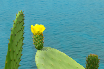 Cactus with a beautiful yellow flower on the background of the sea. Greece. Concept-vacation, tourism, travel.