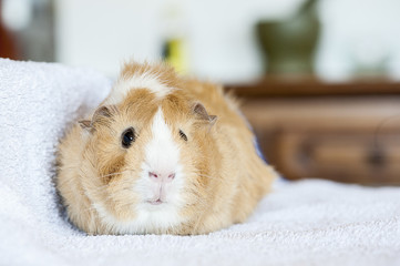 Search Photos Compagnon