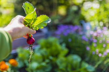 Fresh radishes dug out of the ground in the garden
