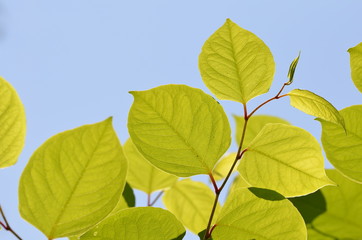 Green leaves structure closeup on blue sky background