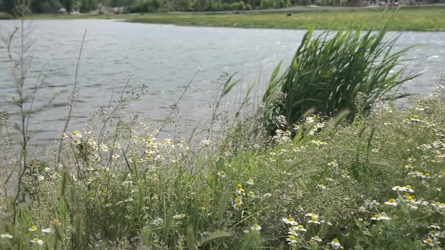 Video clip overlooking the river and the wind shakes grass and flowers, blue sky and clouds.