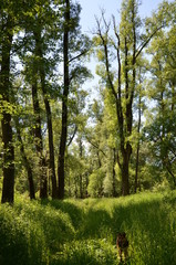 Green forest in the sunny spring with a dog