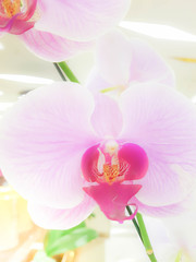 pink orchid flower blooming