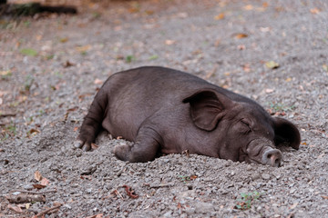 Wild boar is sleeping