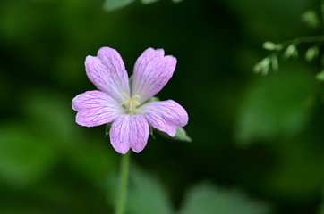 Closeup of a purple flower on a green background