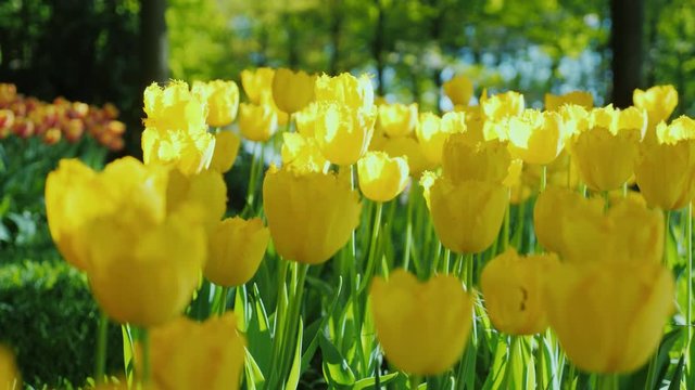 Delicate yellow tulips in a spring garden