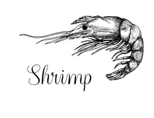 Hand drawn shrimp