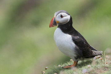 Atlantic Puffin (Fratercula arctica) adult, standing in grass with shallow depth of field, Great Saltee, Saltee Island, Ireland.