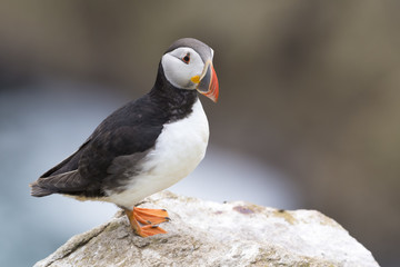 Atlantic Puffin (Fratercula arctica) adult, standing on rock of coastal cliff, Great Saltee, Saltee Island, Ireland.