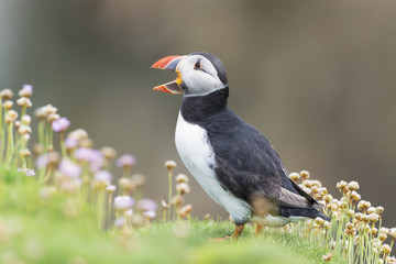 Atlantic Puffin (Fratercula arctica) adult, standing on cliff amongst flowering sea thrift...