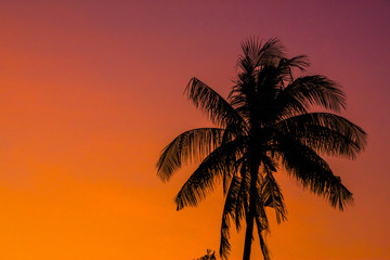 Obraz premium tropical view landscape with palm tree againtst sunrise.