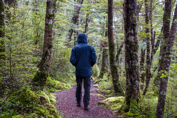 Obraz premium A backpacker man with trekking gears walking on the path in the green fresh rainforest.