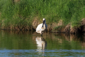 Eurasian or common spoonbill in nature Island Texel,Holland