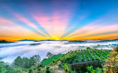 Sunrise on plateau when sunshine create beautiful sun rays clouds in sky, below clouds covered hills pine forests between clouds crept up many impressive sight