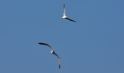 Gull-billed tern