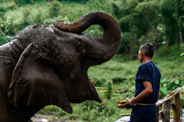 Elephants open mouth to prepare food from the mahout.