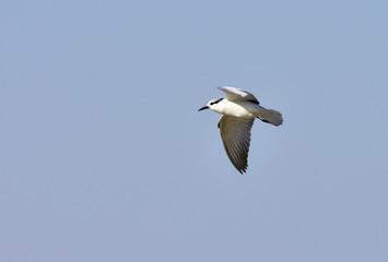 Fototapeta na wymiar Gull-billed tern