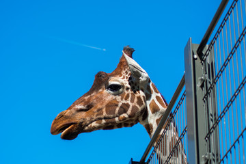 Giraffe Head Looking Funny Blue Sky Background Trees Fence Zoo
