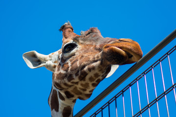 Giraffe Head Looking Funny Blue Sky Background Trees Fence Zoo
