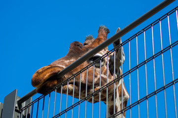 Giraffe Head Looking Funny Blue Sky Background Trees Fence Zoo