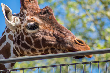 Giraffe Head Looking Funny Blue Sky Background Trees Fence Zoo
