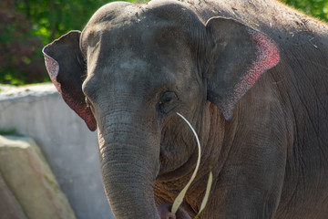 Indian Elephant In Zoo On Sand By The Water Eating Drinking