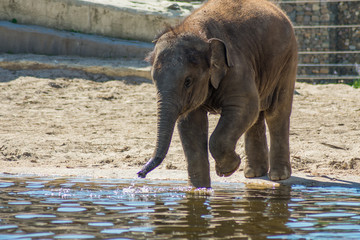 Baby Indian Elephant In Zoo On Sand By The Water