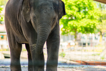 Baby Indian Elephant In Zoo On Sand By The Water Eating Drinking