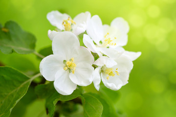 Apple flowers in the sunshine over natural green background