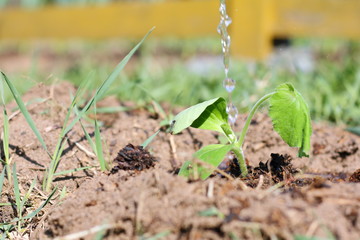 Seedlings of zucchini planted in the garden.