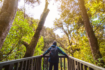 A backpacker man with trekking gears enjoying on the bridge in the green fresh rainforest.