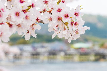 京都の春の風景　嵐山の満開の桜　京都　日本