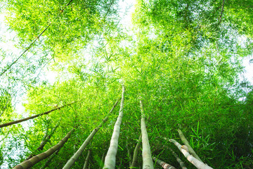 Fototapeta na wymiar Bamboo leaves green background in the morning 