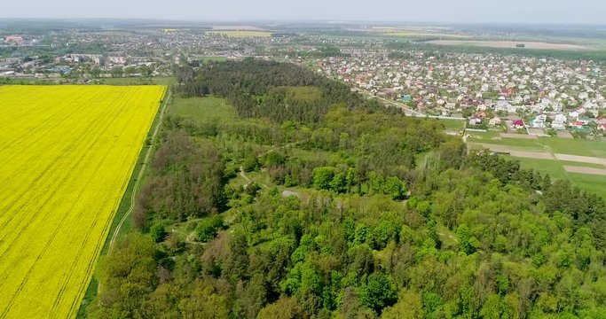 Aerial view of colorful rapeseed field in spring