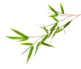 Obraz premium Fresh green bamboo branch with leaves isolated on white background.