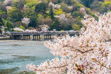 京都の春の風景　嵐山の満開の桜　京都　日本