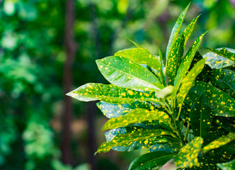 The beautiful nature background of garden tree or Ornamental plants. Green leaves mix with yellow point. Close Up of image in blurred background