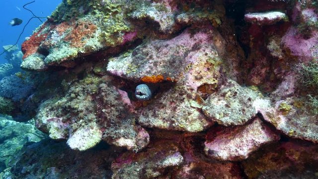 Moray eel rest at the coral reef in the Caribbean Sea at scuba dive around Curacao /Netherlands Antilles