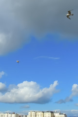 two seagulls over the town