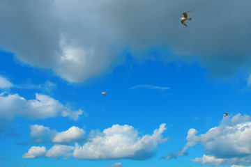tree seagulls in the cloudy sky
