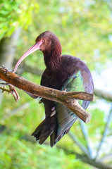Parc aux Oiseaux, Villars les Dombes