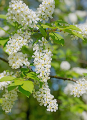 Fototapeta premium Czereśnia pospolita, Prunus padus, kwiaty