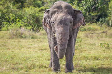 Fototapeta na wymiar Old Asian Elephant