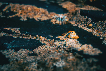 Barnacles on the stones of the beach of Las Catedrales, Spain