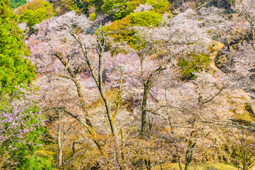 奈良の春の風景　満開の桜　吉野　奈良　日本