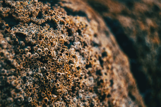 Barnacles on the stones of the beach of Las Catedrales, Spain